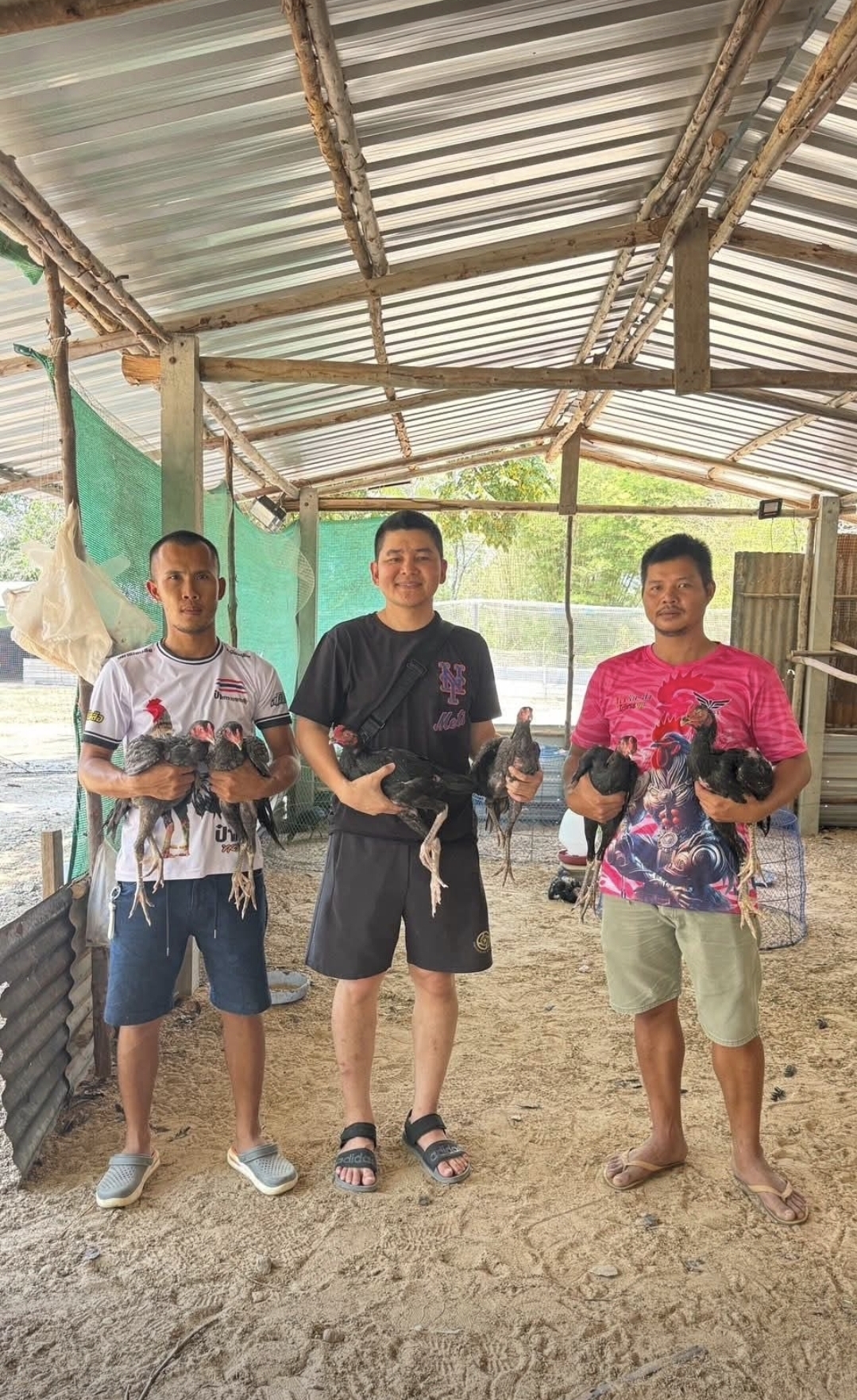 Hasil Ternak Bloodline Pakhoy: Ciri Anakan Ayam Bangkok Berkualitas