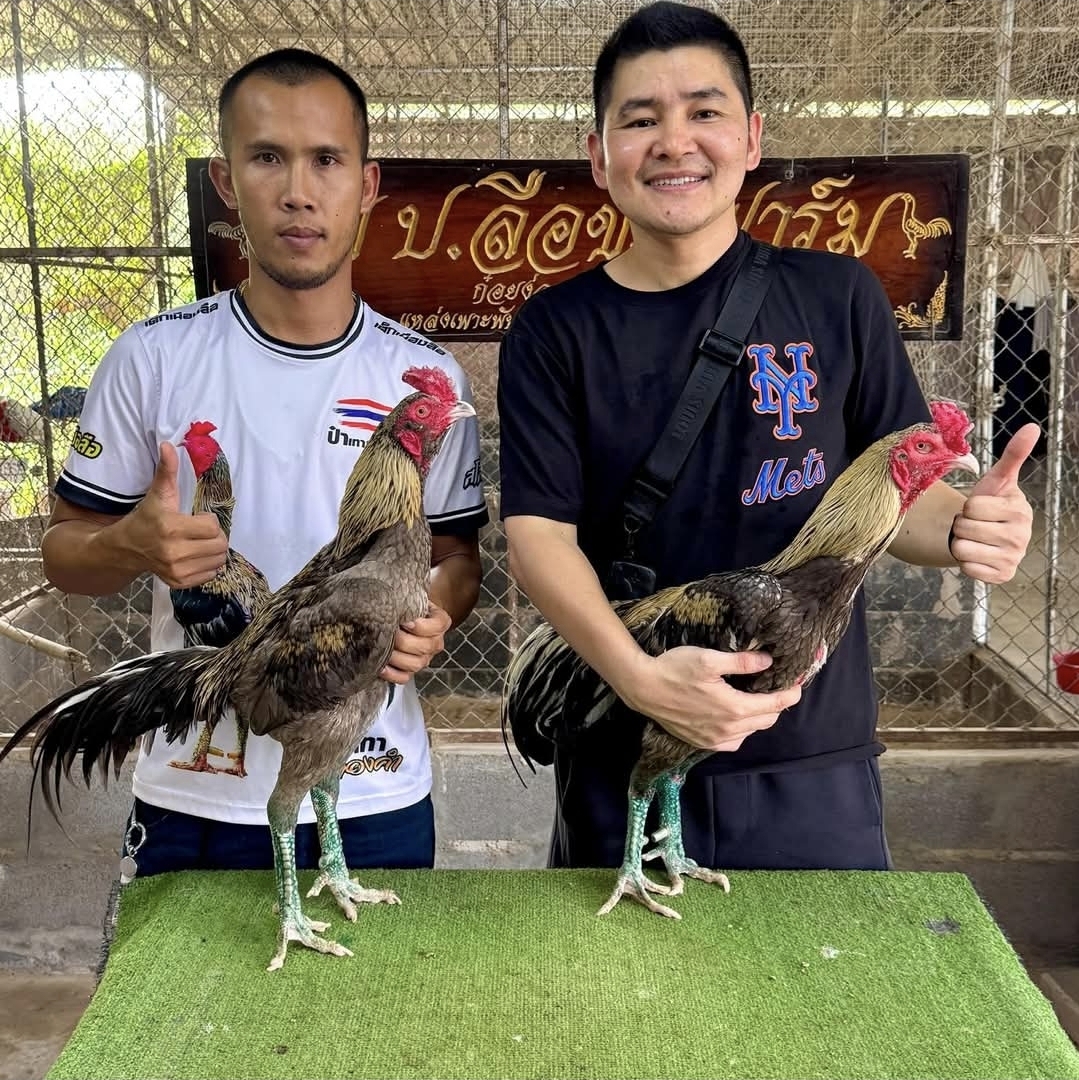 Panduan Merawat Indukan dan Penjantan Ayam Bangkok di Medan